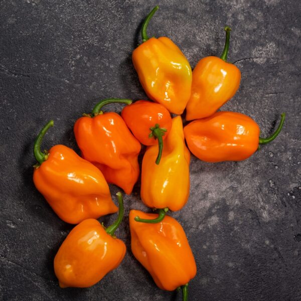 Habanero Peppers